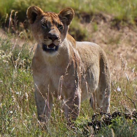Safari Lodge - Заповедник Амакхала Экстерьер фото