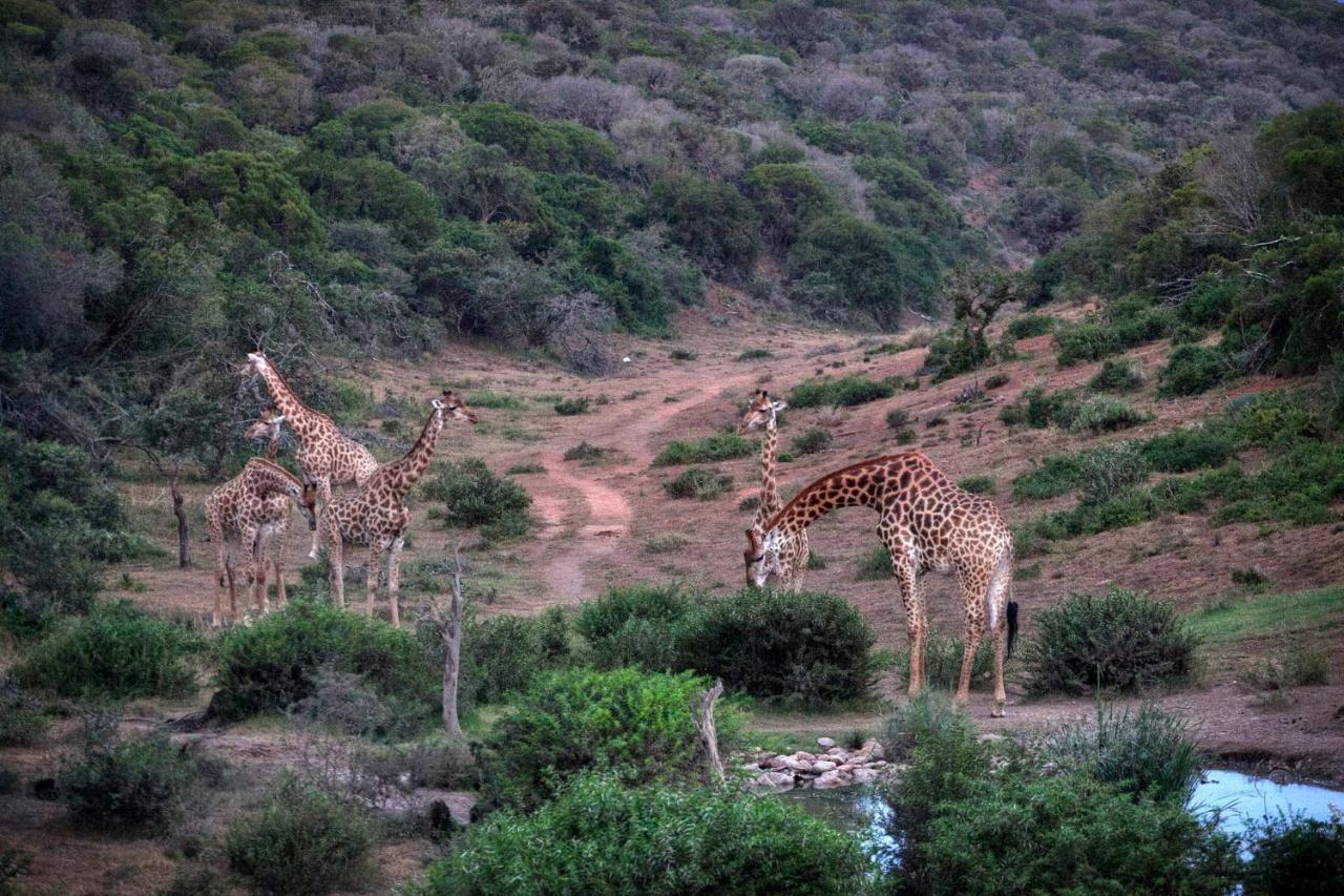 Safari Lodge - Заповедник Амакхала Экстерьер фото