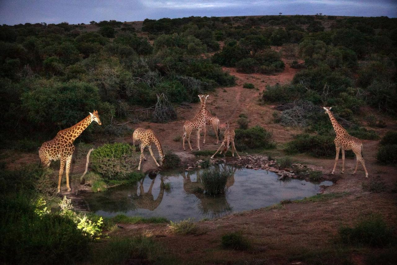Safari Lodge - Заповедник Амакхала Экстерьер фото
