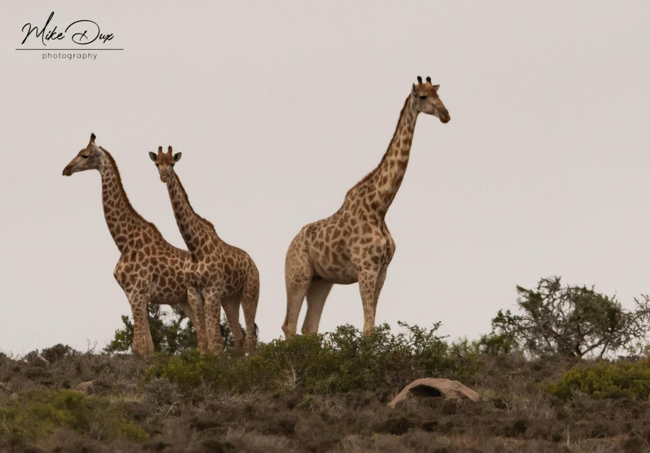 Safari Lodge - Заповедник Амакхала Экстерьер фото