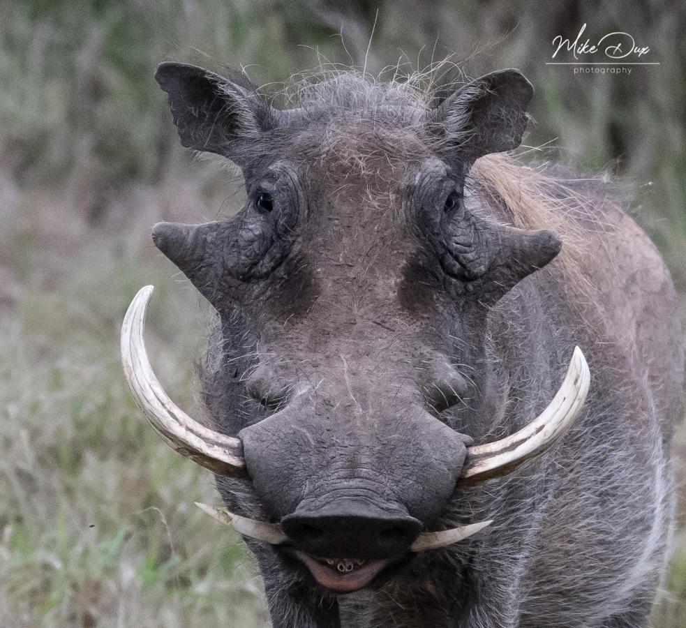 Safari Lodge - Заповедник Амакхала Экстерьер фото