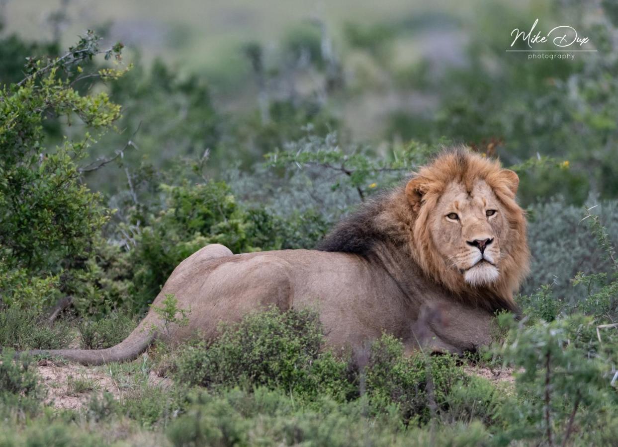 Safari Lodge - Заповедник Амакхала Экстерьер фото