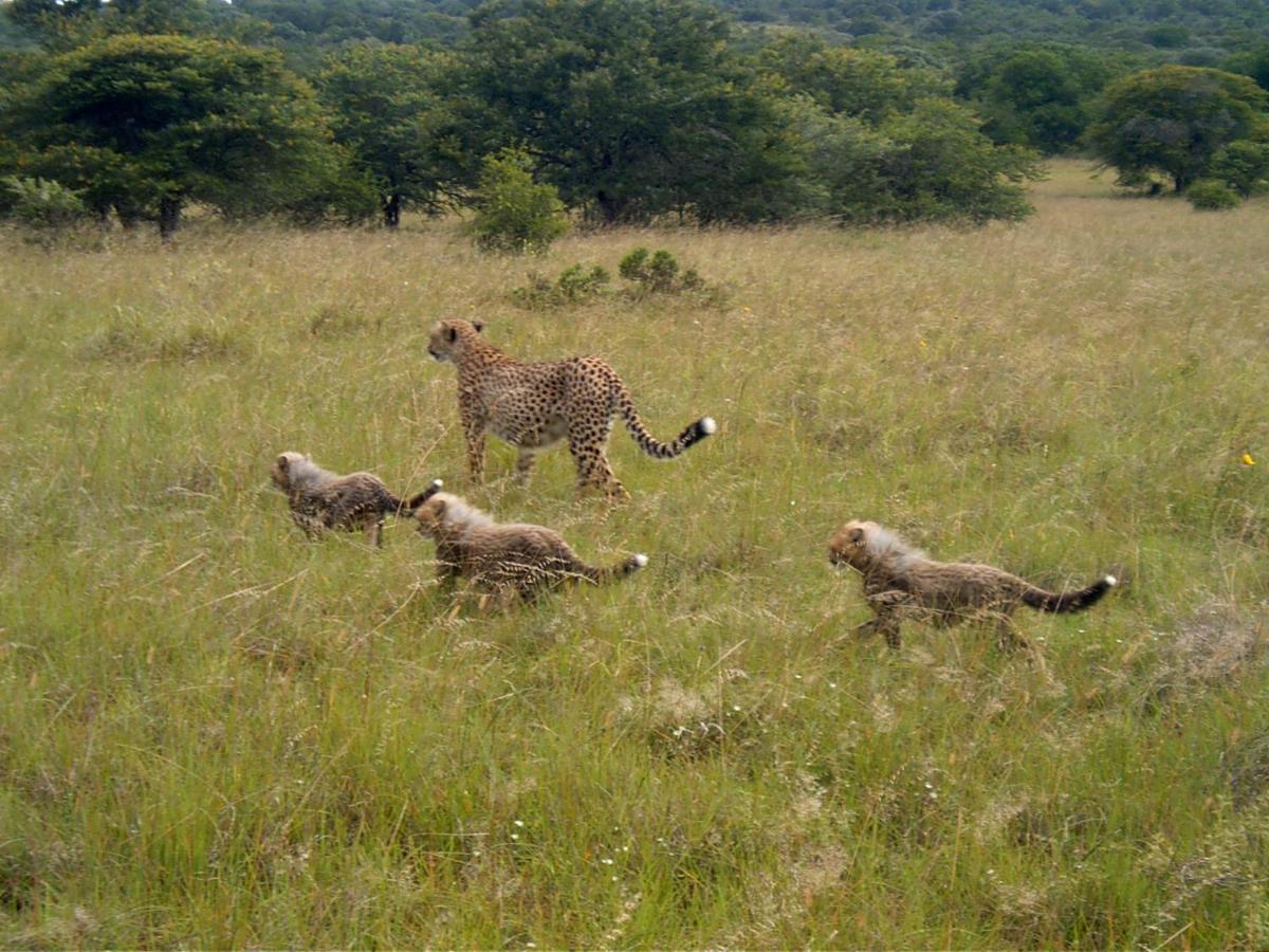 Safari Lodge - Заповедник Амакхала Экстерьер фото