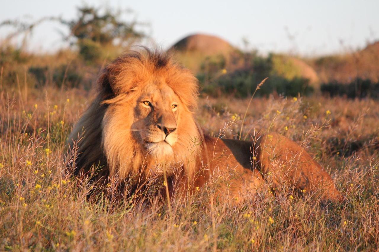 Safari Lodge - Заповедник Амакхала Экстерьер фото