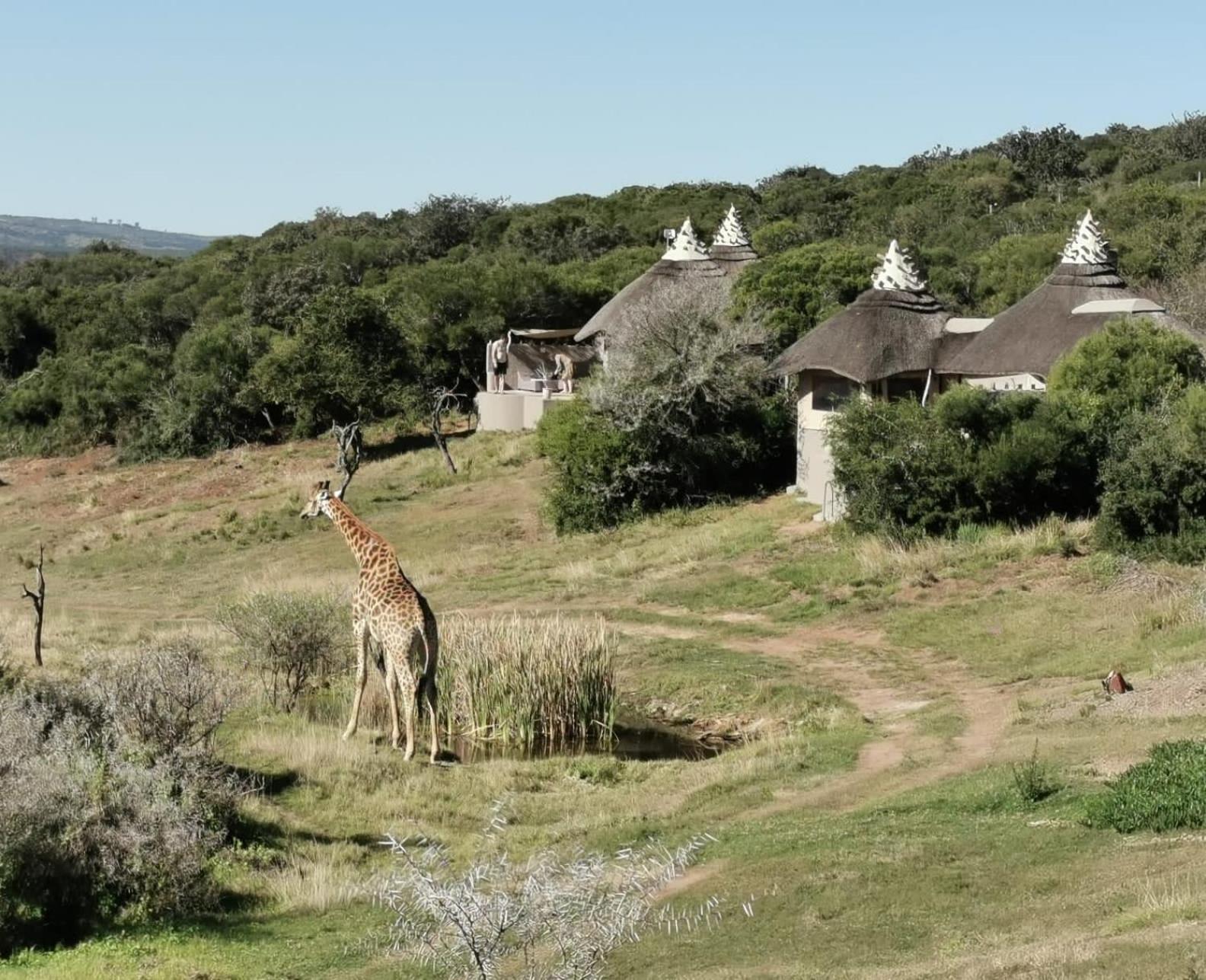 Safari Lodge - Заповедник Амакхала Экстерьер фото