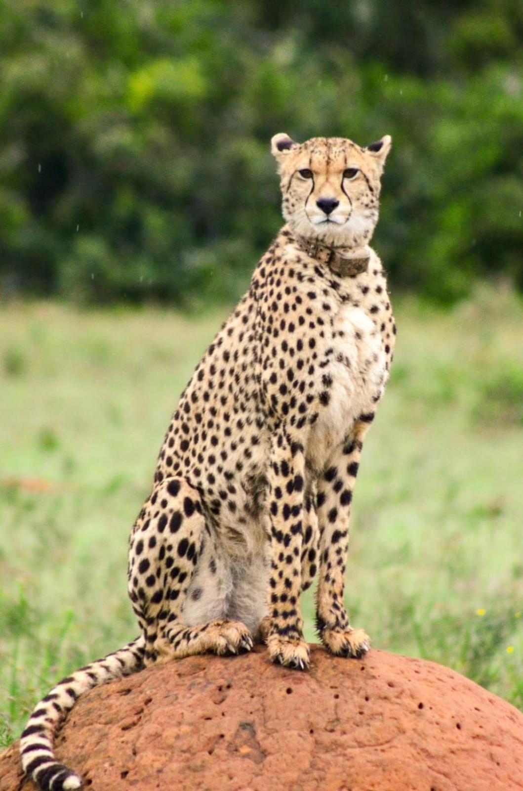 Safari Lodge - Заповедник Амакхала Экстерьер фото